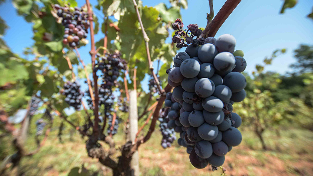 Raïm de les vinyes del Parc Agrari que produiran la varietat de vi negre Arraona| Roger Benet