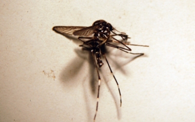 Un mosquit tigre vist des del microscopi | ACN