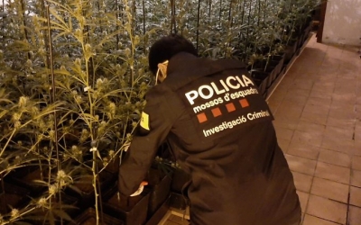 Imatge d'un agent dels mossos en una de les plantacions desmantellades | @mossos