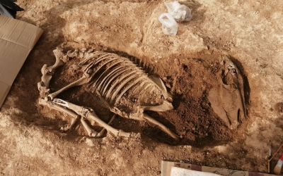 Fosses d'enterrament d'animals localitzades a Can Llong | Genís Ribé (Cedida)