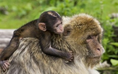 Imatge d'un macaco/ Cedida ICP