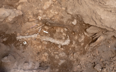 Vista general de les restes humanes documentades: coxal, fèmurs, tíbia, radi, cúbit i peroné | UAB