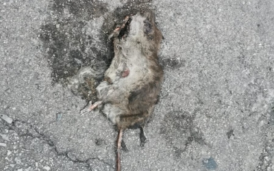 Una rata morta al carrer | Cedida