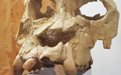Rèplica del Pierolapithecus catalaunicus | Cedida