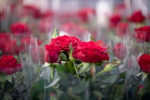 El preu de les roses i els complements han pujat un 5 per cent | Roger Benet