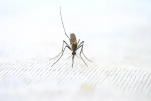 mosquit