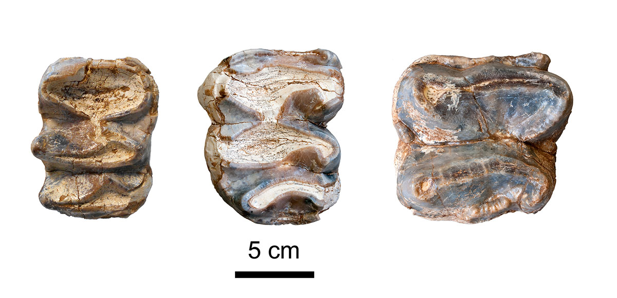 Tres de les vint-i-sis dents fòssils analitzades en l'estudi | ICP