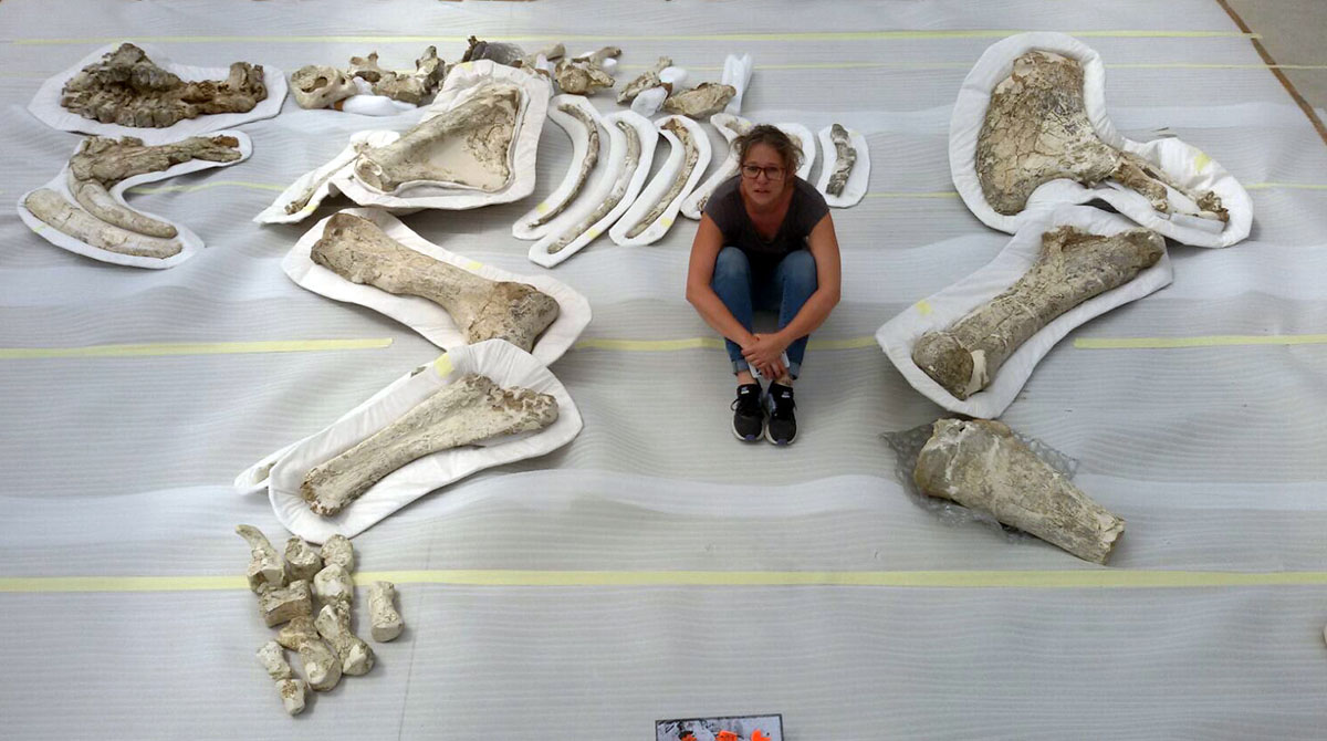 Esquelet parcial de Deinotherium giganteum de la col·lecció de l’ICP provinent del jaciment de Can Roqueta | ICP