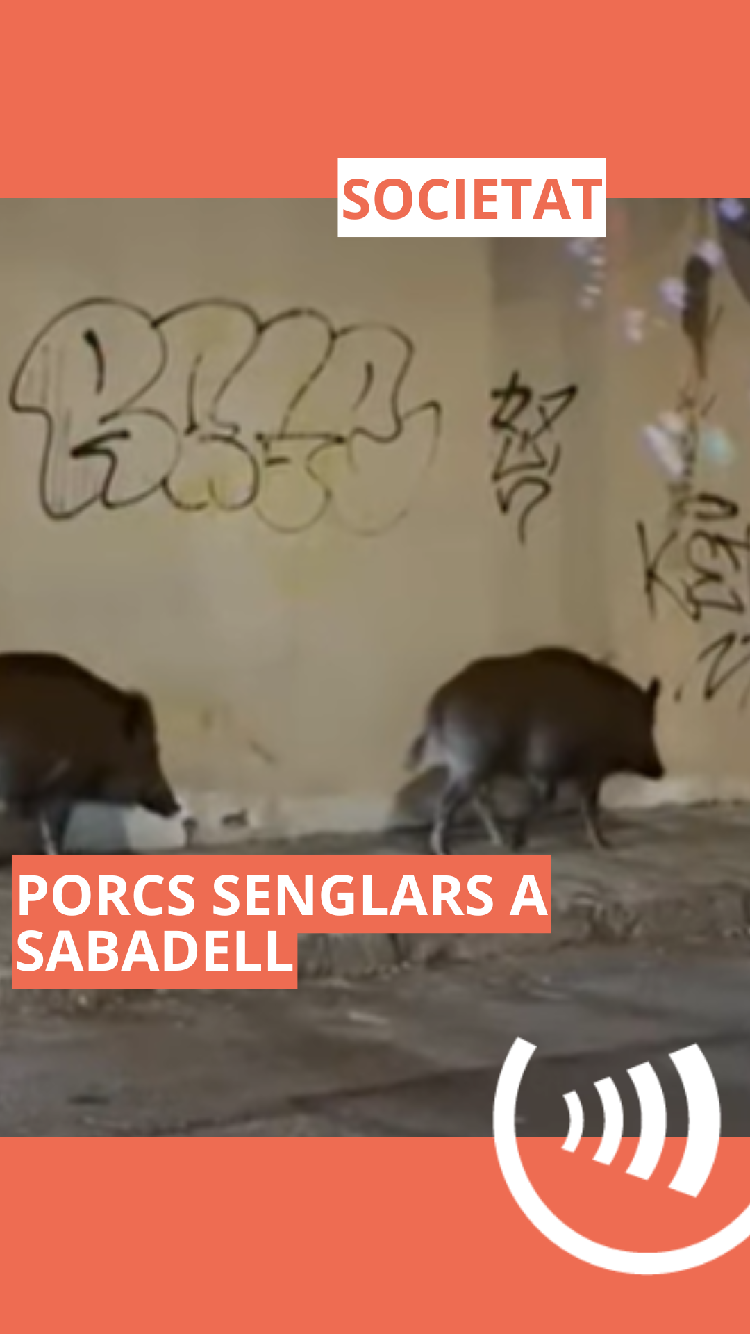 porcs senglars