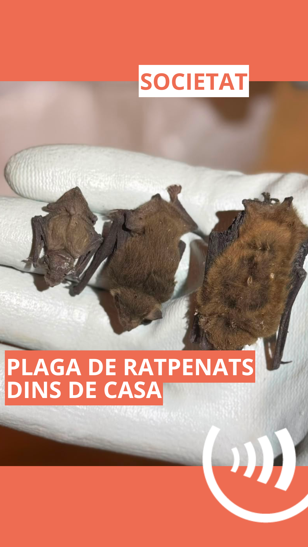 Plaga de ratpenats dins de casa