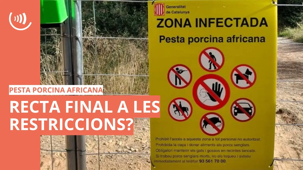 Recta final a les retriccions per la Pesta Porcina Africana?