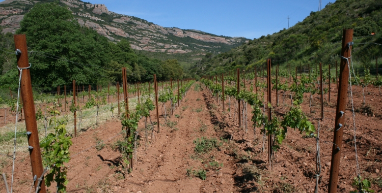 Les vinyes de la Muntada | ccvo