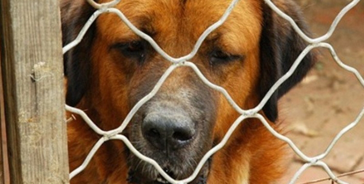 Gran part dels informes estan relacionats amb gossos potencialment perillosos | Arxiu