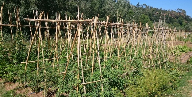 Imatge d'un dels horts de Can Bages/ Ajuntament de Sabadell