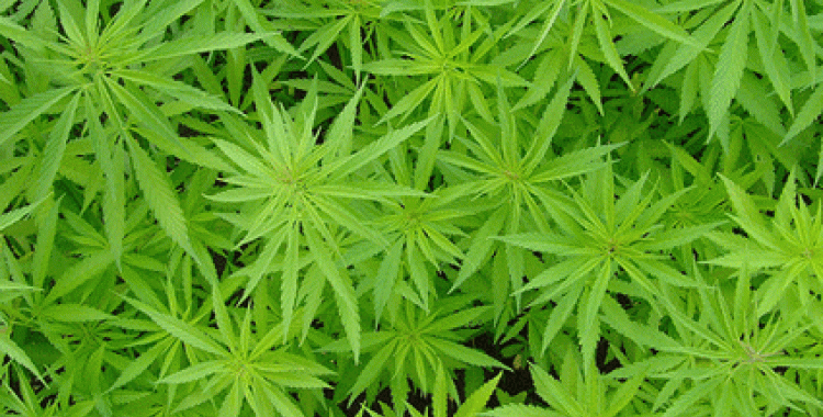 Planta de marihuana | Alexodus