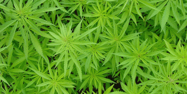 Planta de marihuana | Alexodus
