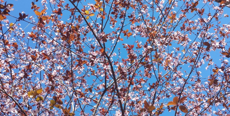 Floració en un arbre de la plaça de Ricard Simó | Pau Duran