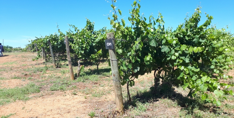 La parcel·la de vinya del Parc Agrari és l'única que està conreada ara mateix/ Karen Madrid