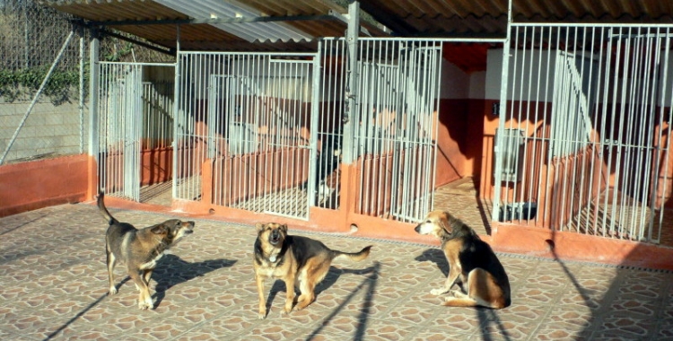 Imatge de tres gossos de la Lliga Protectora | Cedida