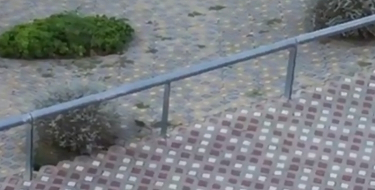 Captura d'un vídeo d'una rata al Parc d'Odessa/ Cedida