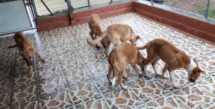 Els sis cadells abandonats un cop han arribat a la Protectora | Cedida