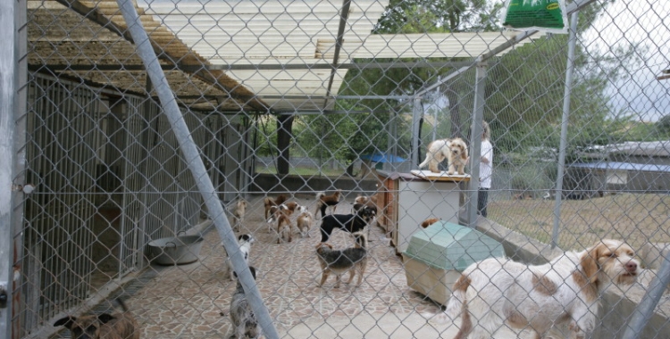 La protectora necessita finançament