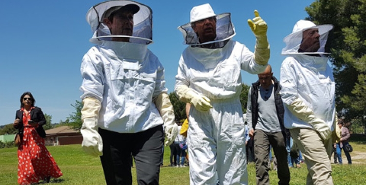 Un abellar experimental permetrà investigar per què moren les abelles