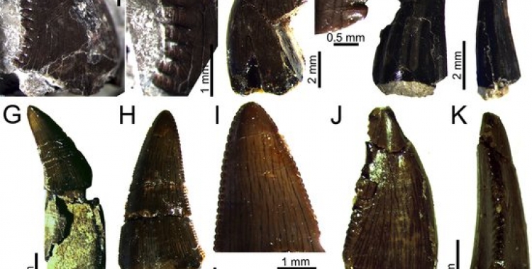Fòssils trobats al jaciment del Molí del Baró/ ACN