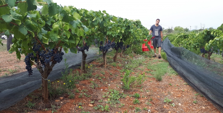 Verema a la vinya del Parc Agrari, aquest matí/ Karen Madrid