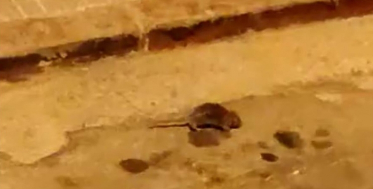 Foto d'una rata a Can Puiggener/ Cedida
