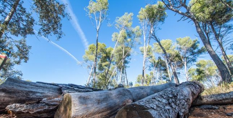 Imatge d'uns troncs a terra al bosc de Can Deu | Roger Benet