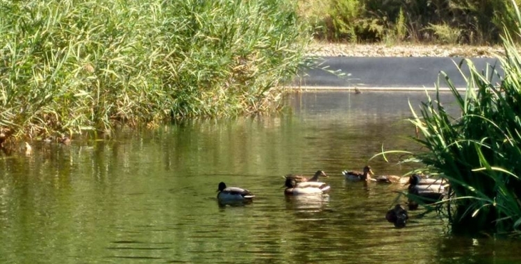 La flora i fauna del Ripoll ha millorat en els últims deu anys/ ADENC