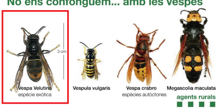 Diferència de la vespa asiàtica amb la resta de vespes autòctones | Agents Rurals