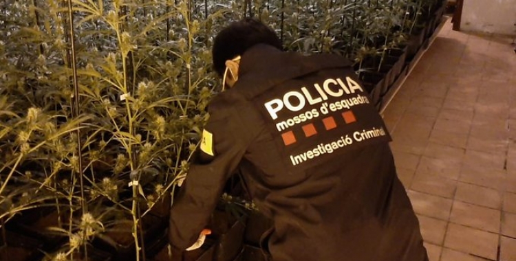 Imatge d'un agent dels mossos en una de les plantacions desmantellades | @mossos