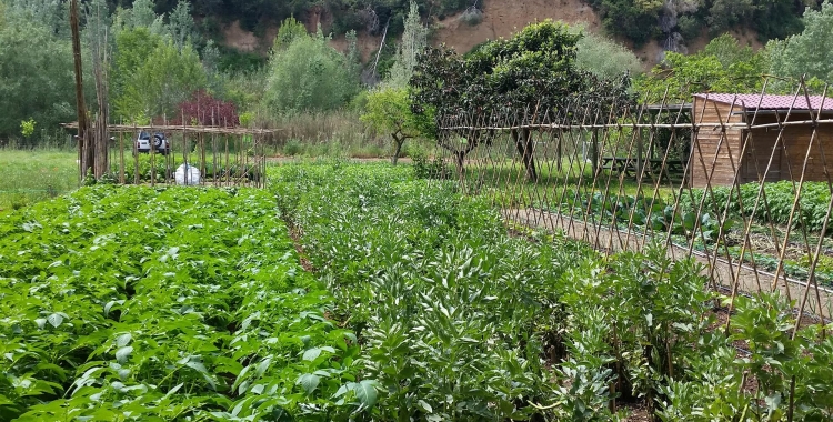 L'Ajuntament i la UAB implementaran un projecte d'agricultura urbana i tradicional a la ciutat | Cedida