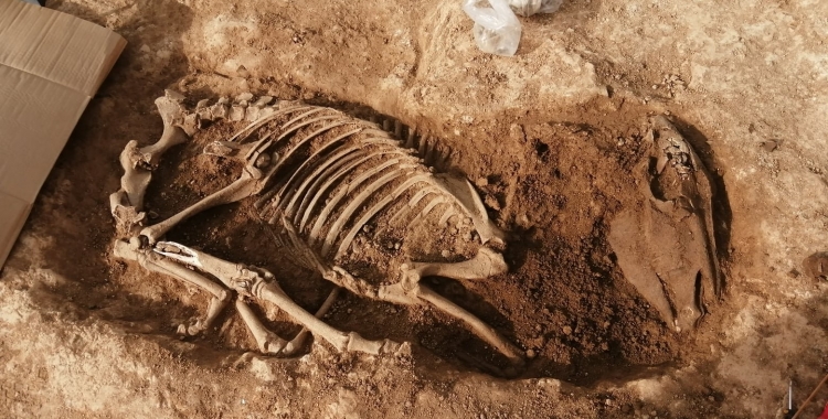 Fosses d'enterrament d'animals localitzades a Can Llong | Genís Ribé (Cedida)