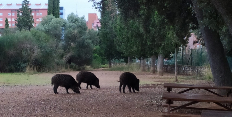 Senglars al terme municipal de Sabadell, a la zona de Can Deu | Cedida