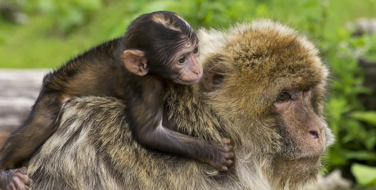 Imatge d'un macaco/ Cedida ICP