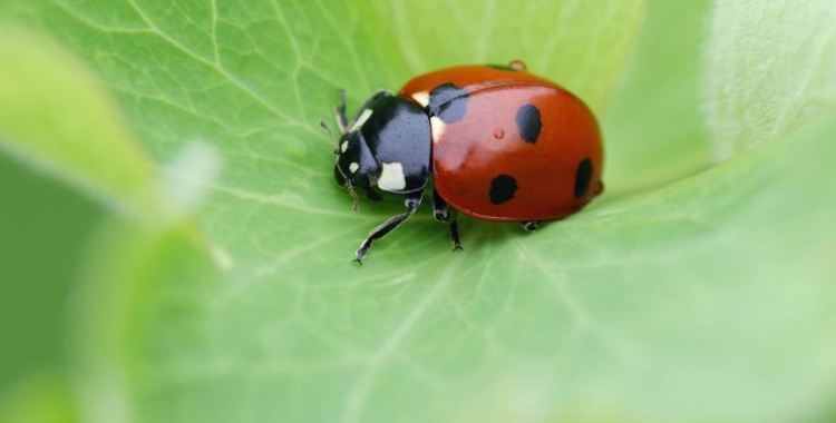 insectos_espiademahler