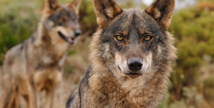 Exemplars de llop ibèric | Ana Retamero / WWF