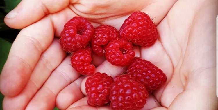 Ester Casanovas, picaronablog: "Cultivar un hort és una experiència que et lliga a la natura i et pot canviar com a consumidor"