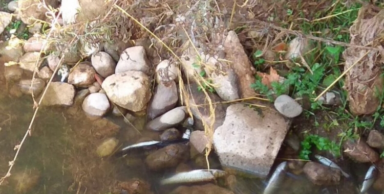 L'excés de pluja afecta els peixos del Ripoll a l'altura de Sant Vicenç de Jonqueres | Sabadell en Comú