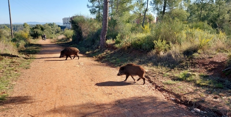 L'Ajuntament diu que la Federació Catalana de Caça està al corrent de qui fa els aguaits excepcionals de senglars | Arxiu