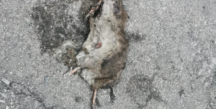 Una rata morta al carrer | Cedida
