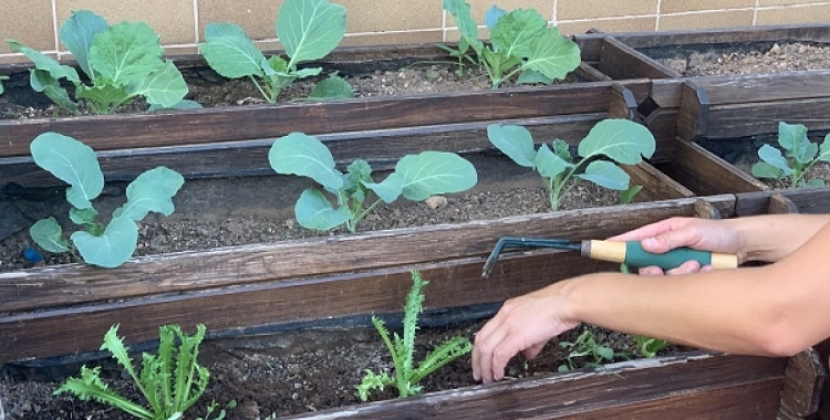 Viu el Vallès:  Com posar en marxa un nou hort urbà i altres activitats del #BenvingutsaPagès