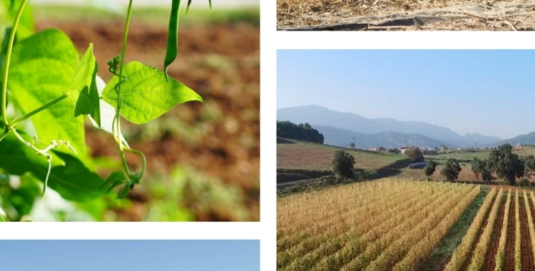  'Flor i Tavella' un documental dels sabadellencs Rafel Uyà i Josep Alavedra per reivindicar la mongeta del  ganxet i la feina del pagès