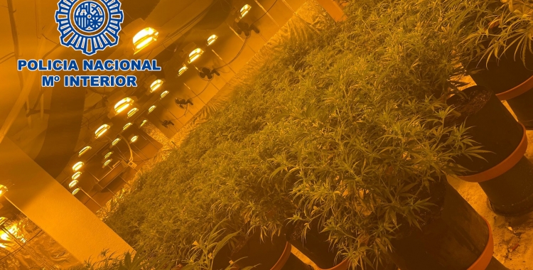 Plantació de marihuana desmantellada per la Policia Nacional | Cedida