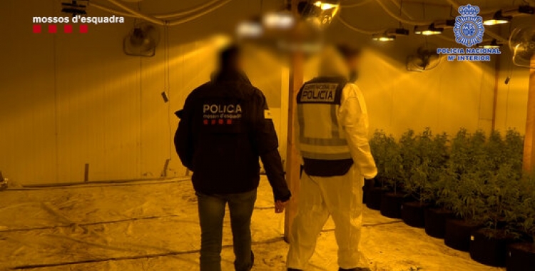 Pla mitjà dels agents intervenint una de les naus on s'estava cultivant marihuana | Cedida