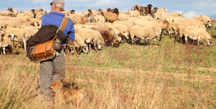 El Vallès perd la meitat del seu terreny agrícola en 40 anys | Cedida