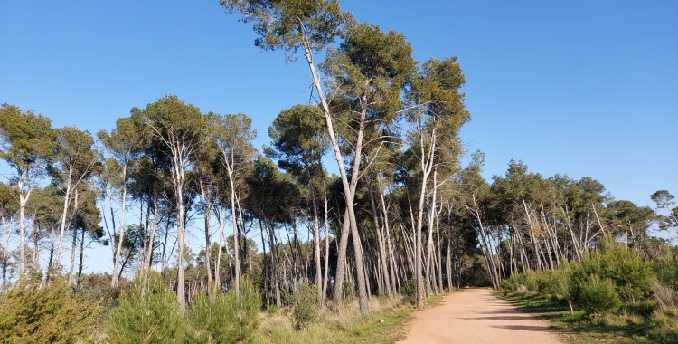Bosc de Can Deu | Núria García